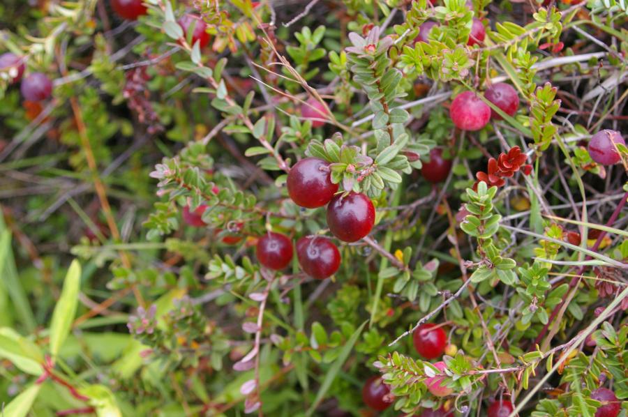 IMGP 1443 Oregon Cranberry Growers Association