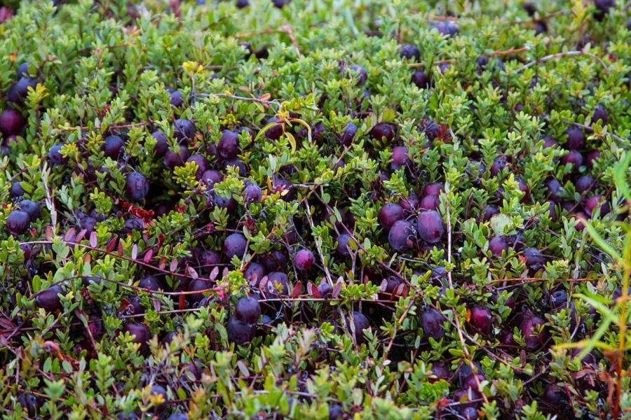 IMG 0233 Oregon Cranberry Growers Association