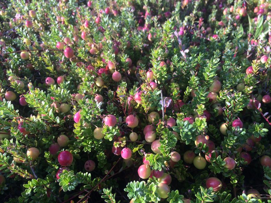 IMG 9327 Oregon Cranberry Growers Association