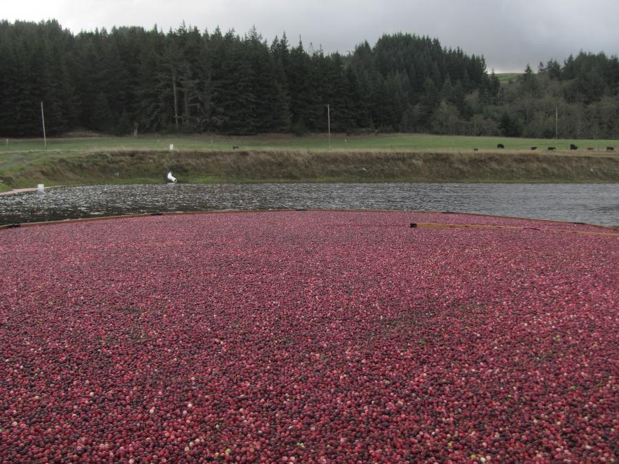 Img 4373 Oregon Cranberry Growers Association