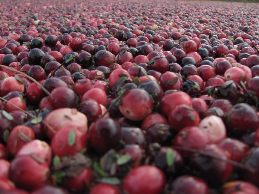 Img 4382 Oregon Cranberry Growers Association