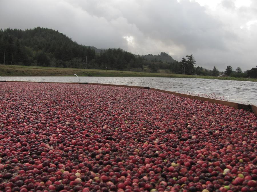 Img 4386 Oregon Cranberry Growers Association